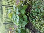 Diverse  boompje,s, Tuin en Terras, Planten | Bomen, Ophalen