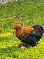 Cochin mini haantje. Gratis, Mannelijk, Kip