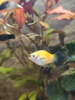 Platy vis (groot), Dieren en Toebehoren, Vissen | Aquariumvissen, Vis, Zoetwatervis
