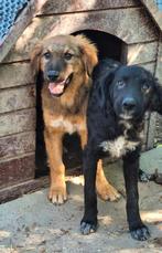 2 prachtige pups ter adoptie, Dieren en Toebehoren, Particulier, Rabiës (hondsdolheid), 15 weken tot 1 jaar, Buitenland