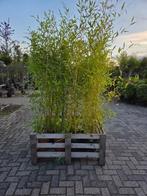 Phyllostachys Bissetii, Tuin en Terras, Ophalen, Bamboe, 100 tot 250 cm