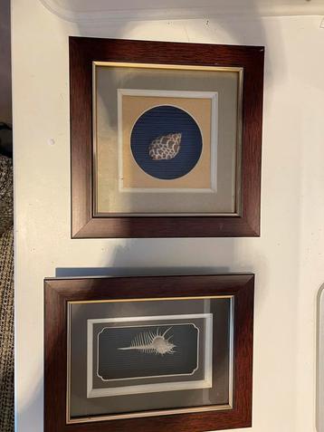 Decoratieve schelp in lijst beschikbaar voor biedingen