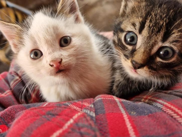 Lieve boerderij kittens, Dieren en Toebehoren, Katten en Kittens | Overige Katten, Meerdere dieren