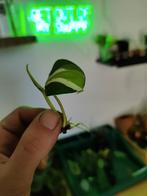 Philodendron cream splash, Ophalen of Verzenden, Overige soorten, Minder dan 100 cm