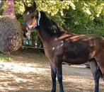 Stoere jaarling te koop, Dieren en Toebehoren, Paarden, Hengst, Minder dan 160 cm, Gechipt, 0 tot 2 jaar