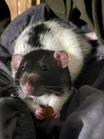 Z.S.M nieuw huisje nodig voor mannetje rat Winnie!, Dieren en Toebehoren, Knaagdieren, Mannelijk, Rat, Voor 1 juli 2024, Tam