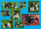 jack russel kruising Boerenfox pups, zeer lief en sociaal., Dieren en Toebehoren, Jack Russell Terriër, 8 tot 15 weken, CDV (hondenziekte)
