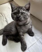 Britse korthaar zoekt een goude mandje (nog 1 over ), Dieren en Toebehoren, Katten en Kittens | Raskatten | Korthaar, Poes, 0 tot 2 jaar