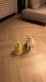 Dekkater Britse Korthaar, Dieren en Toebehoren, Katten en Kittens | Raskatten | Korthaar, Kater, Ingeënt