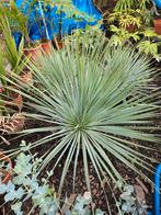 Yucca rostrata, Tuin en Terras, Planten | Tuinplanten, Zomer, Vaste plant, Ophalen of Verzenden, Overige soorten