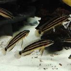 Julidochromis ornatus, Vis