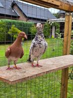 Almond postduiven duiven, Dieren en Toebehoren, Vogels | Duiven, Meerdere dieren, Postduif