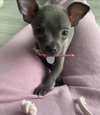 Opzoek naar nieuw huisje voor mijn lieve chihuahua, Dieren en Toebehoren, Honden | Chihuahua's en Gezelschapshonden, Rabiës (hondsdolheid)