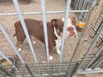 mooie old english bulldogs pups. 2 reutjes en 4 teefjes., Dieren en Toebehoren, Honden | Bulldogs, Pinschers en Molossers, 8 tot 15 weken