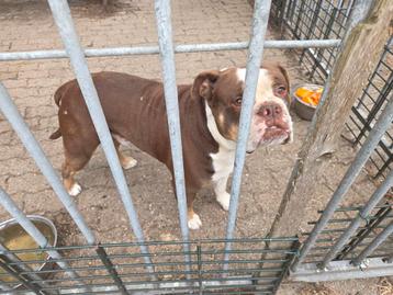 mooie old english bulldogs pups. 2 reutjes en 4 teefjes. beschikbaar voor biedingen