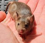 Wildkleur muizen, Dieren en Toebehoren, Meerdere dieren, Muis