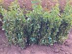Liguster ovalifolium ( Ligusterhaag ), Ophalen, Liguster, Haag, 100 tot 250 cm