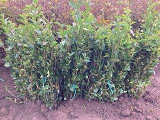 Liguster ovalifolium ( Ligusterhaag ), Tuin en Terras, Planten | Struiken en Hagen, Haag, Liguster, 100 tot 250 cm, Ophalen