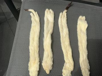 Hermelijntjes, geprepareerd., 4 stuks. beschikbaar voor biedingen