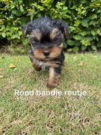 Prachtige Maltezer  x Yorkshire terrier pup, Dieren en Toebehoren, Honden | Niet-rashonden, CDV (hondenziekte), 8 tot 15 weken