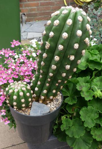 cactus - zeldzaam - Trichocereus beschikbaar voor biedingen