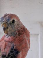 Bourke Parkieten Selektion blauw, Dieren en Toebehoren, Vogels | Parkieten en Papegaaien, Parkiet
