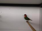 Koppels roodkoppapagaai amadine, Dieren en Toebehoren, Meerdere dieren, Tropenvogel, Geringd