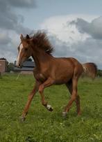 Knappe allround jaarling hengst, Dieren en Toebehoren, Gechipt, Springpony, 0 tot 2 jaar, Hengst