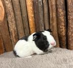 Cavia jonkies, jonge cavia’s, Dieren en Toebehoren, Knaagdieren, Januari, Meerdere dieren, Cavia