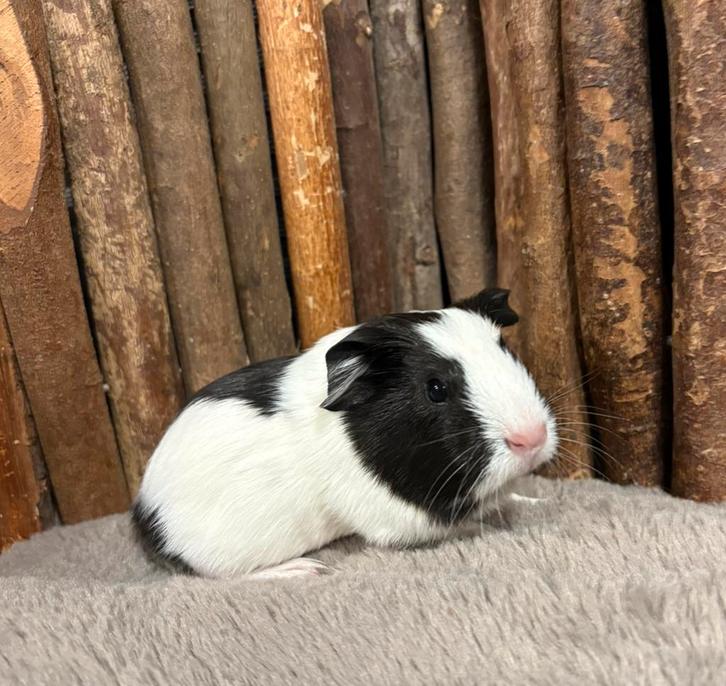 Cavia jonkies, jonge cavia’s, Dieren en Toebehoren, Knaagdieren, Meerdere dieren, Cavia, Januari