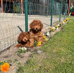 Poedel dwergpoedel pups, Poedel, Rabiës (hondsdolheid), 15 weken tot 1 jaar, Buitenland