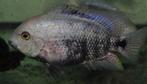 Midden Amerikaanse Cichliden: Vieja breidohri, Dieren en Toebehoren, Vissen | Aquariumvissen, Vis, Zoetwatervis