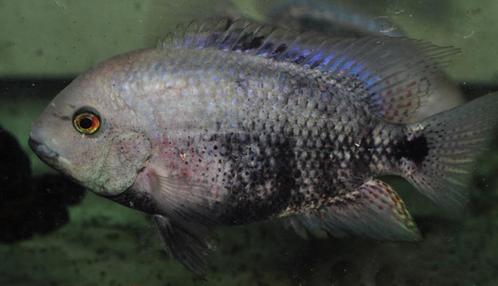 Midden Amerikaanse Cichliden: Vieja breidohri, Dieren en Toebehoren, Vissen | Aquariumvissen, Zoetwatervis, Vis