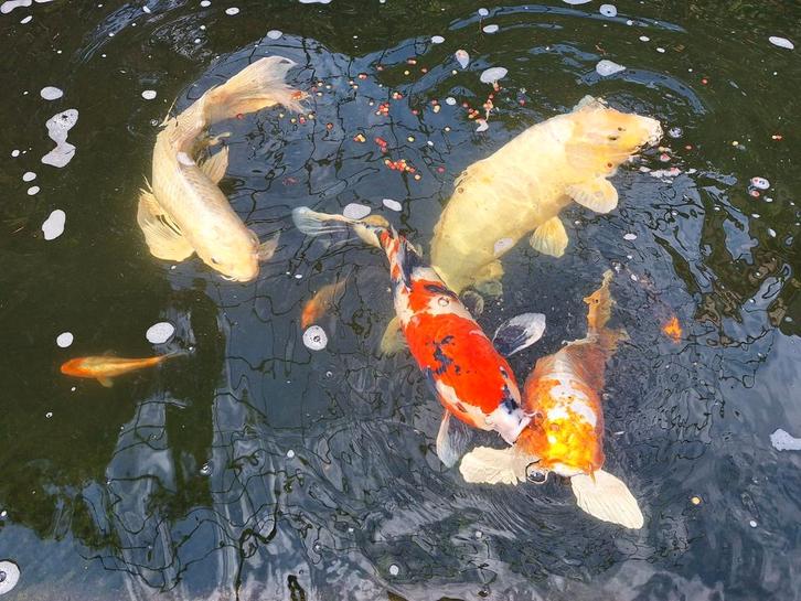 Vijver met koi-karpers, installatie en toebehoren, Dieren en Toebehoren, Vissen | Vijvervissen, Karper of Koi