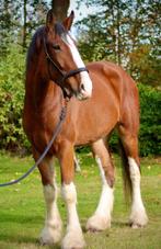 Shire Horse 5 j., Dieren en Toebehoren, Paarden, 175 cm of meer, Ruin, 3 tot 6 jaar, Tuigpaard