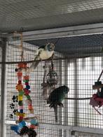 3 x kakariki 2x man 1x pop, Meerdere dieren, Parkiet, Geringd