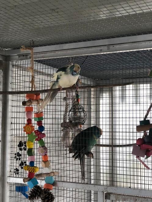 3 x kakariki 2x man 1x pop, Dieren en Toebehoren, Vogels | Parkieten en Papegaaien, Parkiet, Meerdere dieren, Tam, Geringd