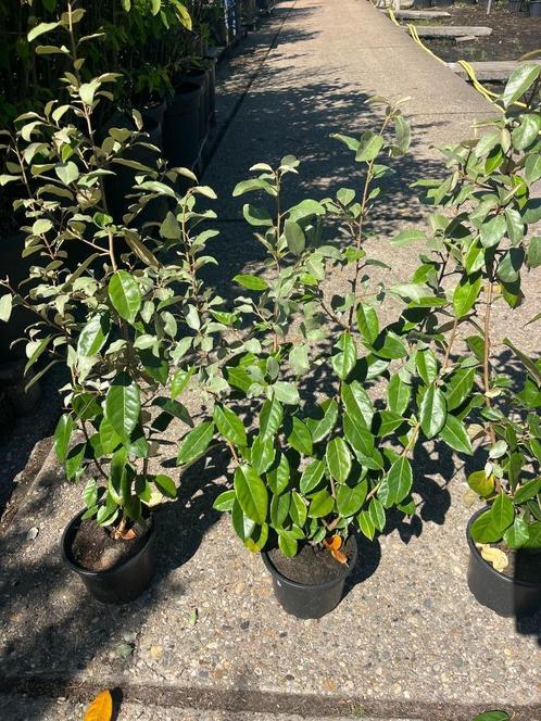 OLIJFWILG, ELAEAGNUS EBBINGEI +/- 70 cm , NU € 5,95, Tuin en Terras, Planten | Struiken en Hagen, Haag, Laurier, Minder dan 100 cm