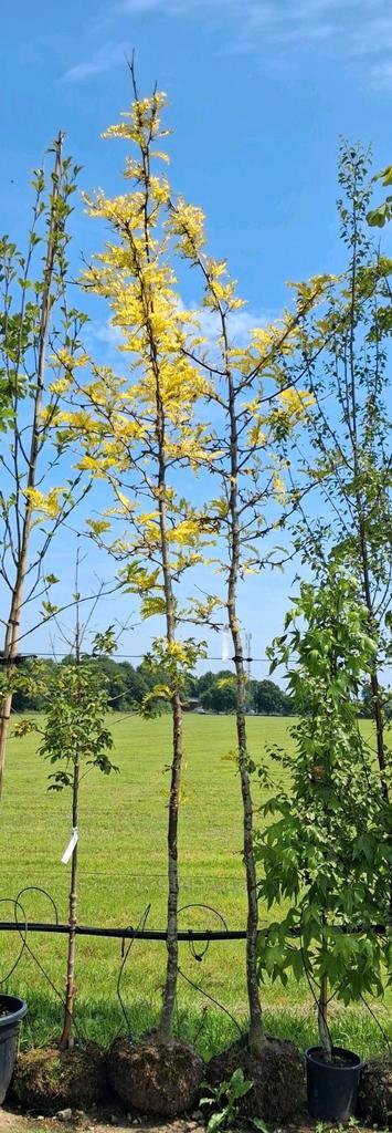 Gleditsia sunburst, valse christusdoorn geel blad, sierlijk, Tuin en Terras, Planten | Bomen, Bolboom, 250 tot 400 cm, Halfschaduw