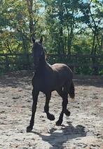 Friese enterhengst Hilbert 529 x Rindert 406, Dieren en Toebehoren, Minder dan 160 cm, Gechipt, 0 tot 2 jaar, Hengst
