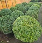 Buxus bollen, Tuin en Terras, Planten | Tuinplanten, Ophalen, Bloeit niet, Overige soorten, Volle zon