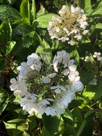 6 gratis boeren hortensia’s, Tuin en Terras, Bloembollen en Zaden, Ophalen of Verzenden, Najaar, Volle zon, Zaad