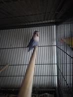 Blauwe agapornis, Dieren en Toebehoren, Vogels | Parkieten en Papegaaien