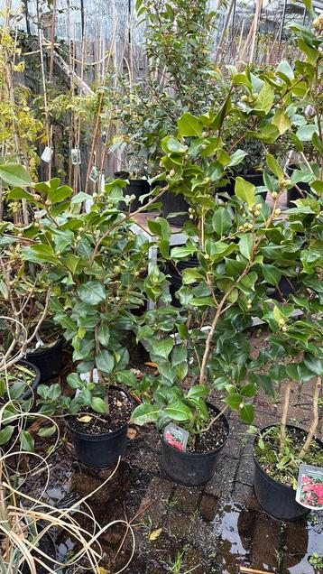 Camelia dr king 125 plus grote plant vol in knop 29,95 beschikbaar voor biedingen