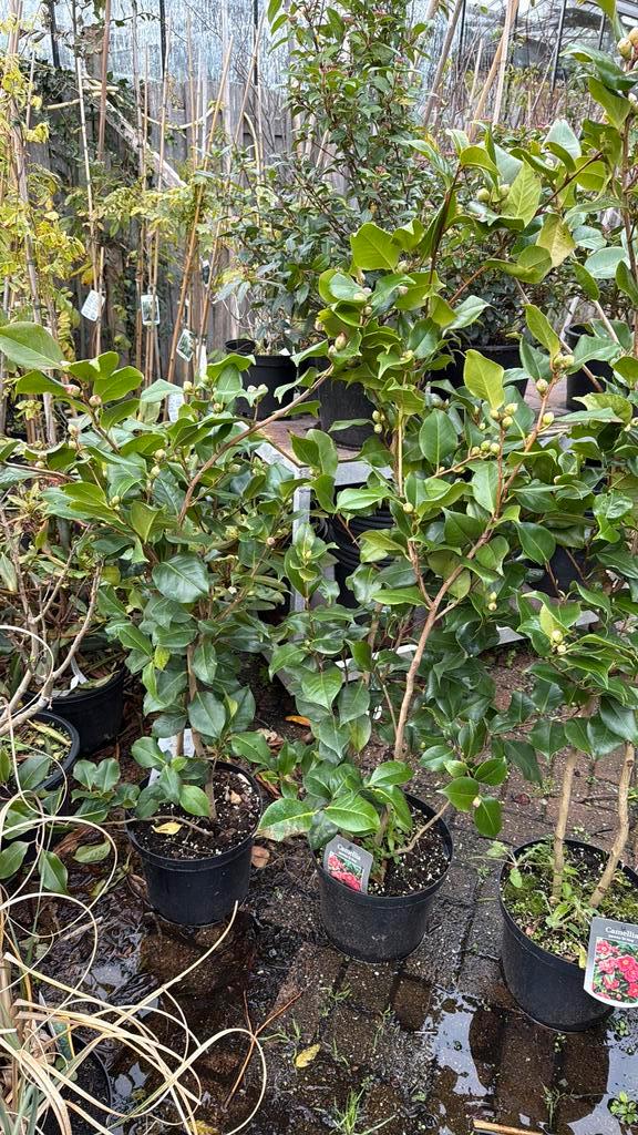 Camelia dr king 125 plus grote plant vol in knop 29,95, Tuin en Terras, Planten | Tuinplanten, Vaste plant, Overige soorten, Halfschaduw