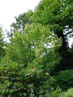 BIJENBOOM (Tetradium 'Danielli), Tuin en Terras, Planten | Bomen, 100 tot 250 cm, Zomer, Volle zon, In pot