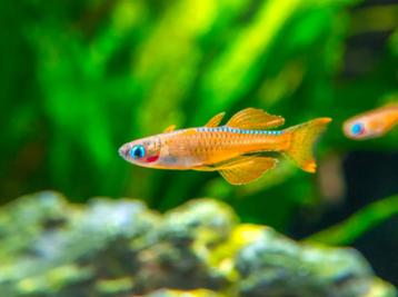 Pseudomugil paskai sp. Blue neon - Koidream Valburg beschikbaar voor biedingen
