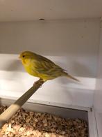 Kanaries, Dieren en Toebehoren, Meerdere dieren, Kleurkanarie
