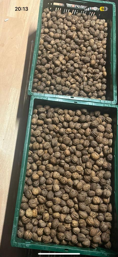 Grote verse walnoten, Diversen, Levensmiddelen, Ophalen