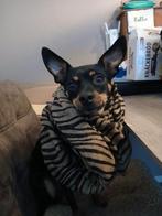 Pinscher zoekt een nieuwe huisje, Dieren en Toebehoren, Honden | Bulldogs, Pinschers en Molossers, Rabiës (hondsdolheid), Overige rassen